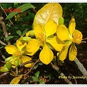 DSC09624-crop.JPG