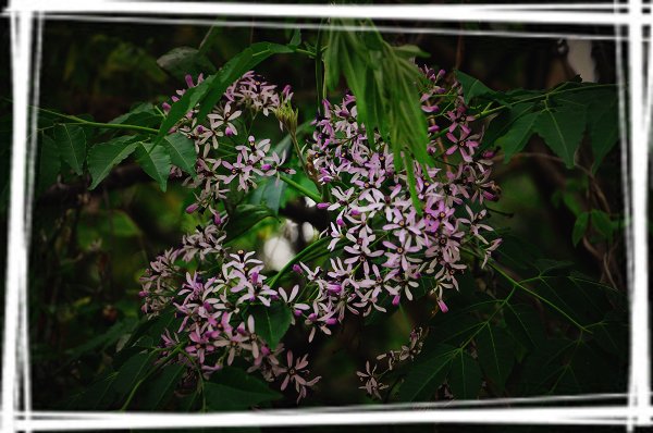 DSC_0522_nEO_IMG