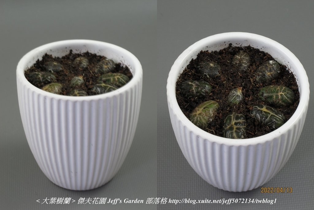 02 大葉樹蘭 種植記錄 2022.04.13 花時間分享.jpg - 種子盆栽種植過程 13