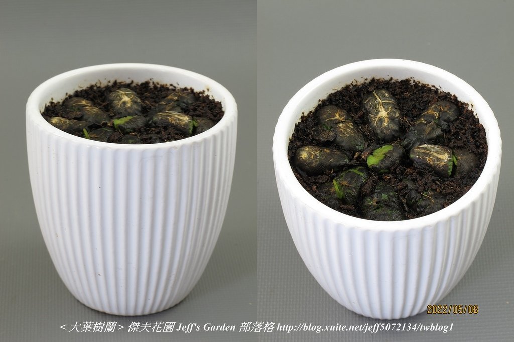 03 大葉樹蘭 種植記錄 2022.04.13 花時間分享.jpg - 種子盆栽種植過程 13