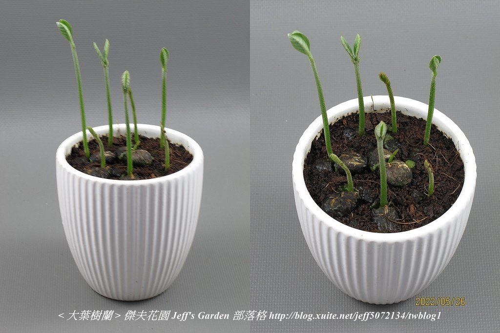 04 大葉樹蘭 種植記錄 2022.04.13 花時間分享.jpg - 種子盆栽種植過程 13