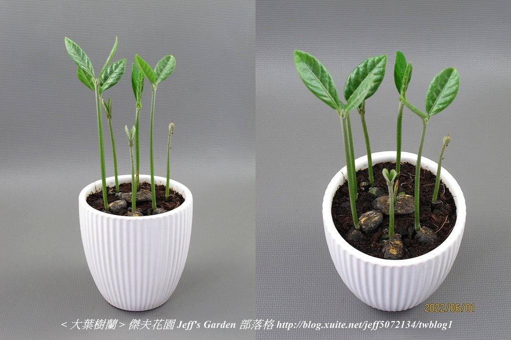 05 大葉樹蘭 種植記錄 2022.04.13 花時間分享.jpg - 種子盆栽種植過程 13