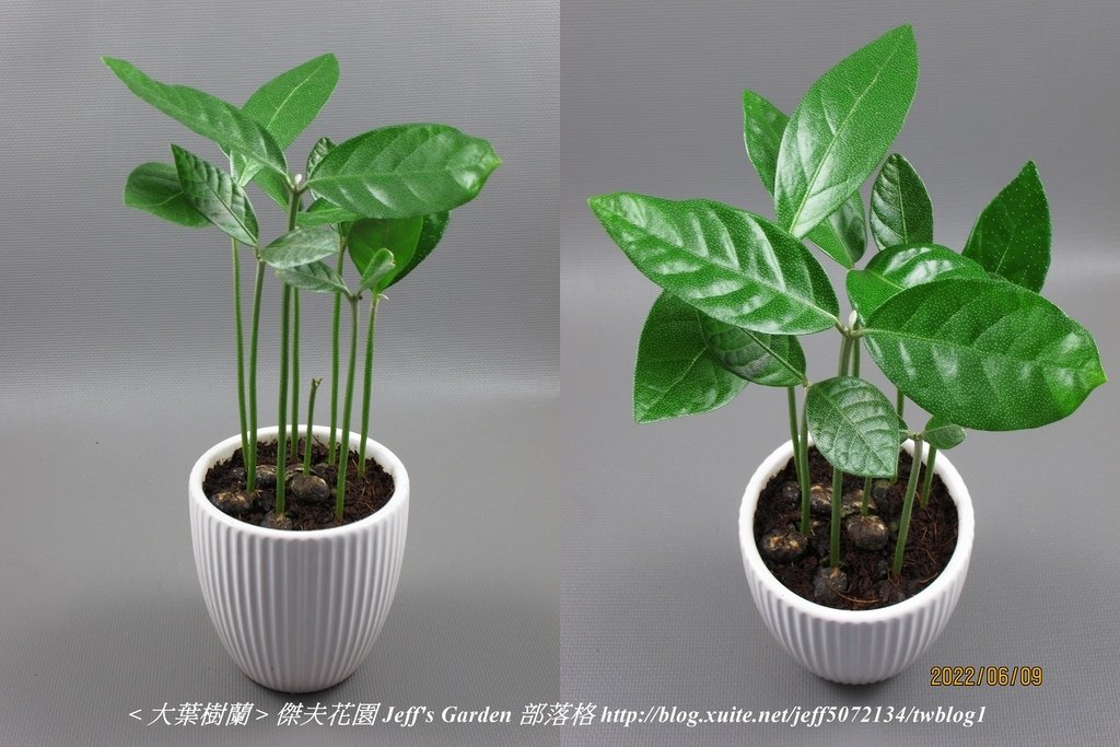 06 大葉樹蘭 種植記錄 2022.04.13 花時間分享.jpg - 種子盆栽種植過程 13