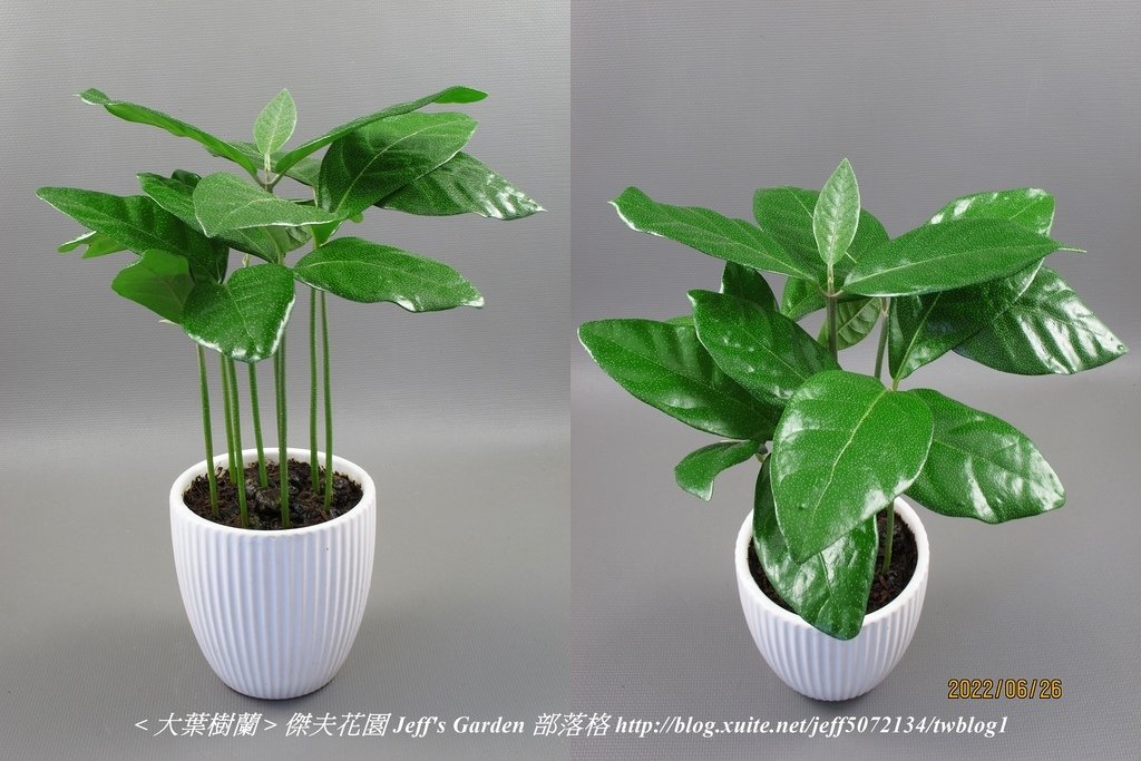 07 大葉樹蘭 種植記錄 2022.04.13 花時間分享.jpg - 種子盆栽種植過程 13