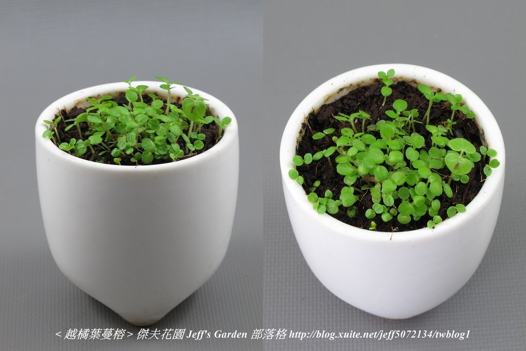 05 越橘葉蔓榕 種植記錄 2022.04.13 花時間分享.jpg - 種子盆栽種植過程 13