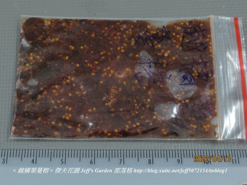 01 越橘葉蔓榕 種植記錄 2022.04.13 花時間分享.jpg - 種子盆栽種植過程 13