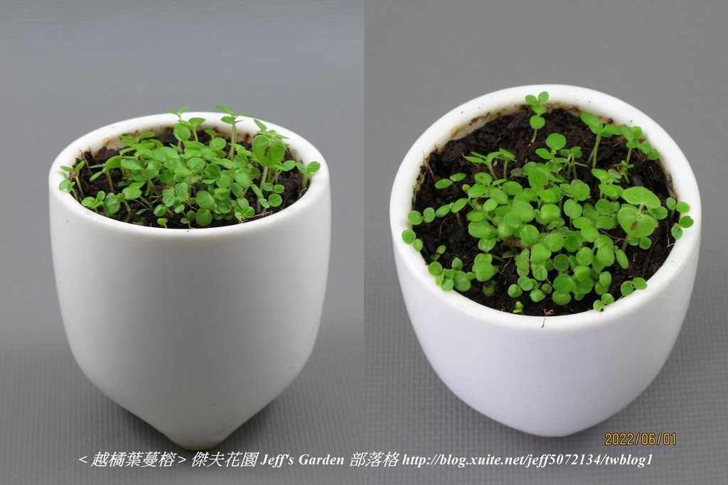 04 越橘葉蔓榕 種植記錄 2022.04.13 花時間分享.jpg - 種子盆栽種植過程 13