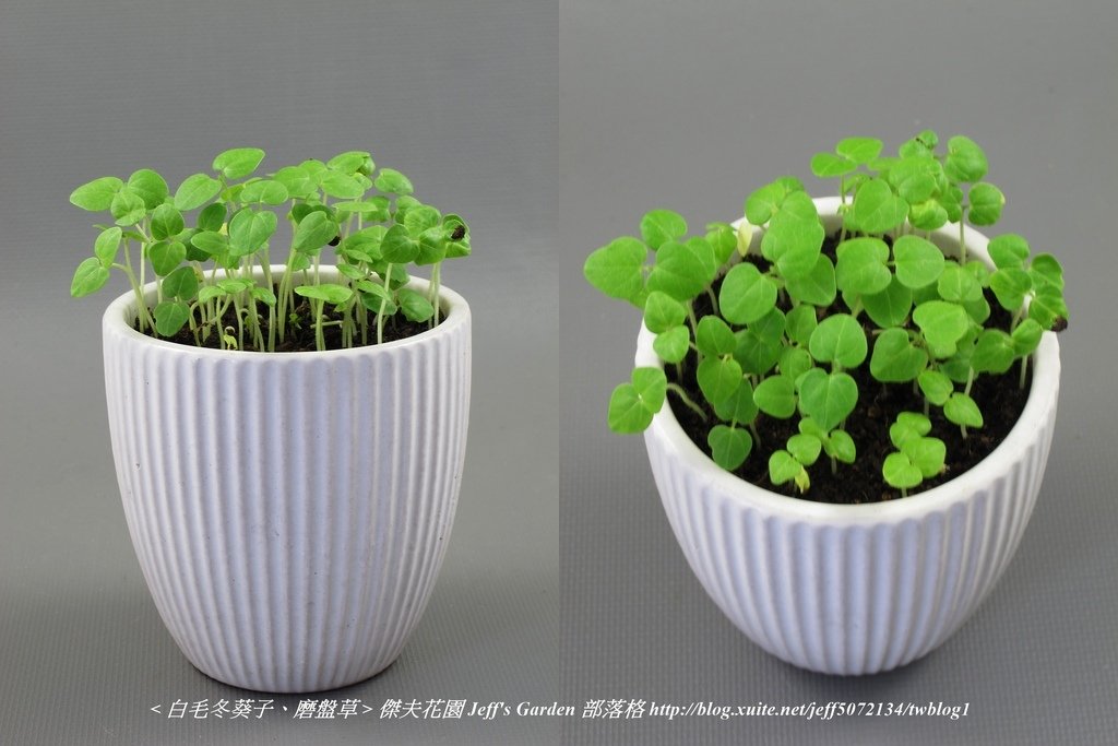 06 白毛冬葵子、磨盤草 種植記錄 2022.04.13 花時間分享.jpg - 種子盆栽種植過程 13