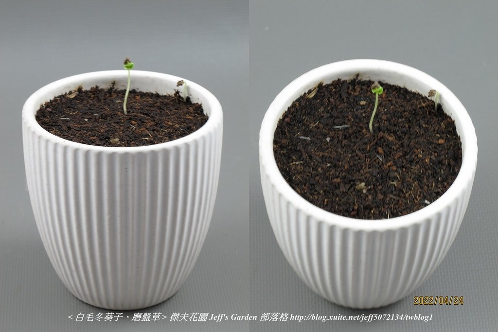 03 白毛冬葵子、磨盤草 種植記錄 2022.04.13 花時間分享.jpg - 種子盆栽種植過程 13