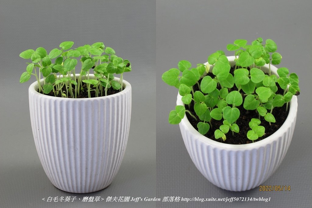 05 白毛冬葵子、磨盤草 種植記錄 2022.04.13 花時間分享.jpg - 種子盆栽種植過程 13