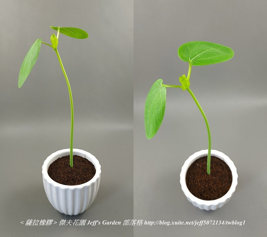 09 薩拉橡膠 種植記錄 2022.02.16 花時間分享.jpg - 種子盆栽種植過程 13