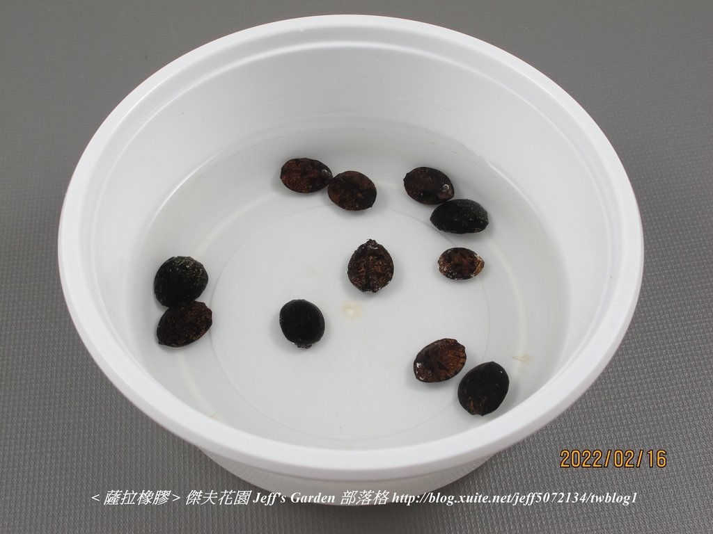 02 薩拉橡膠 種植記錄 2022.02.16 花時間分享.jpg - 種子盆栽種植過程 13