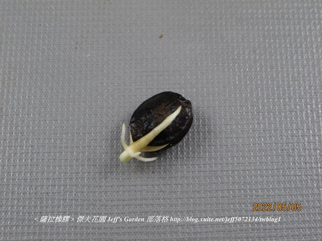 04 薩拉橡膠 種植記錄 2022.02.16 花時間分享.jpg - 種子盆栽種植過程 13