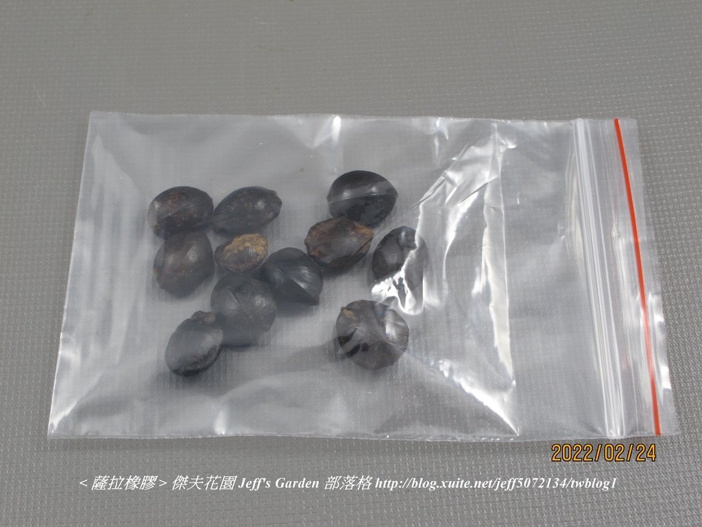 03 薩拉橡膠 種植記錄 2022.02.16 花時間分享.jpg - 種子盆栽種植過程 13