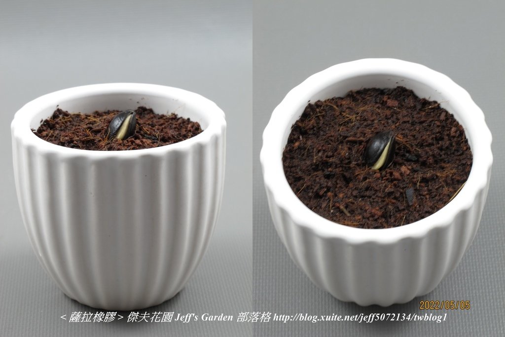 05 薩拉橡膠 種植記錄 2022.02.16 花時間分享.jpg - 種子盆栽種植過程 13