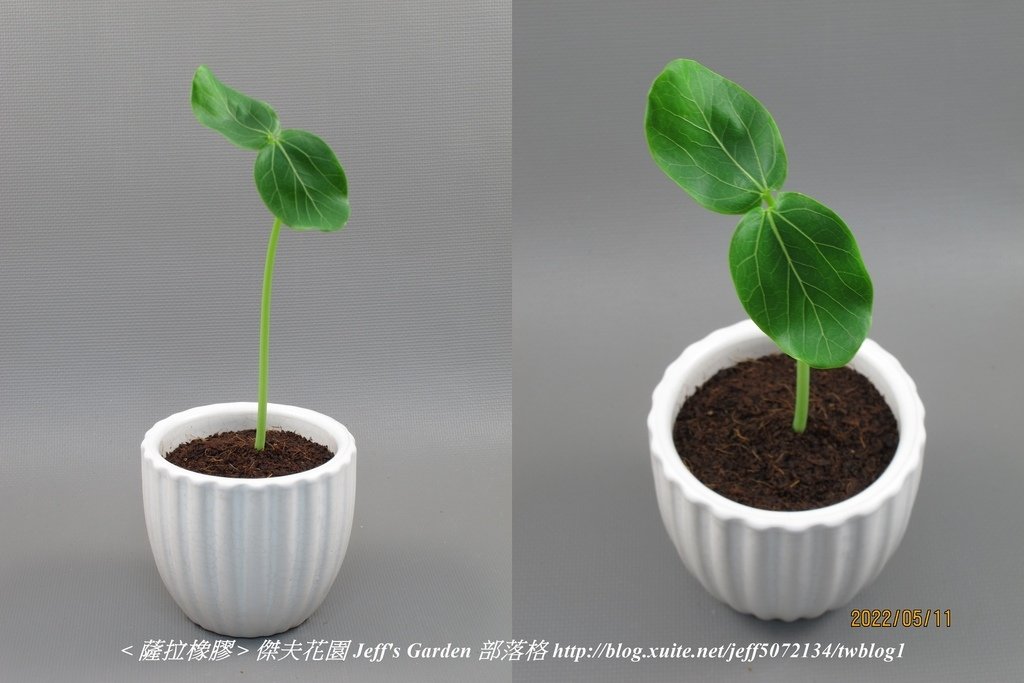 07 薩拉橡膠 種植記錄 2022.02.16 花時間分享.jpg - 種子盆栽種植過程 13