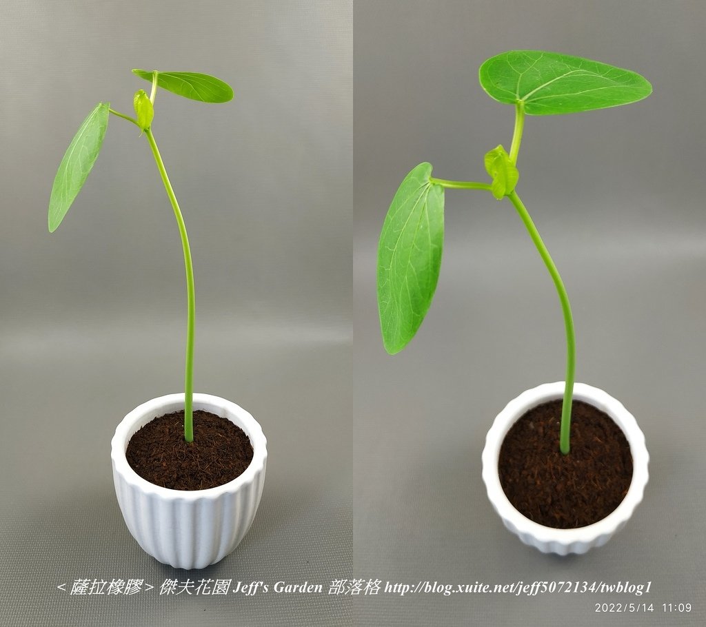 08 薩拉橡膠 種植記錄 2022.02.16 花時間分享.jpg - 種子盆栽種植過程 13