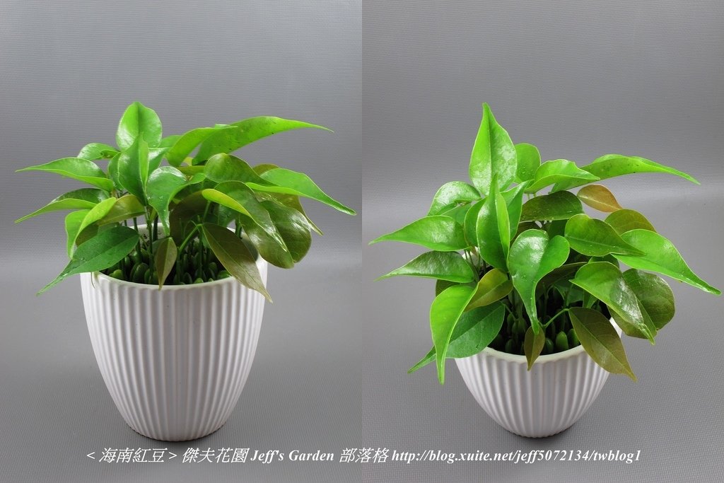 06 海南紅豆 種植記錄 2021.12.24 花時間分享.jpg - 種子盆栽種植過程 13