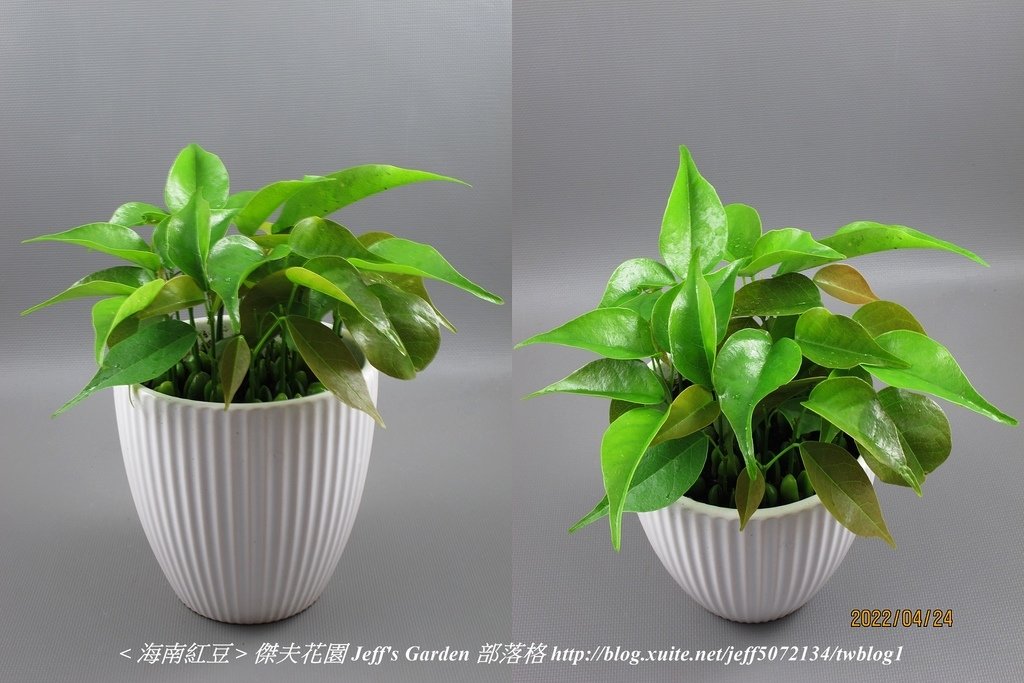 05 海南紅豆 種植記錄 2021.12.24 花時間分享.jpg - 種子盆栽種植過程 13