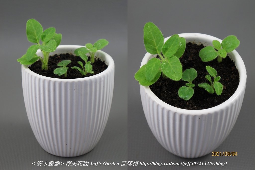 03 安卡麗娜 種植記錄 2021.08.12 花時間分享.jpg - 種子盆栽種植過程 13