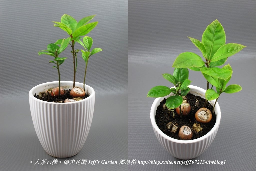 07 大葉石櫟 種植記錄 2021.12.24 花時間分享.jpg - 種子盆栽種植過程 13