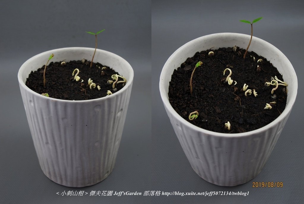 04 小刺山柑  種植記錄 2019.07.19 Yo Yo Wang分享.jpg - 種子盆栽種植過程 12