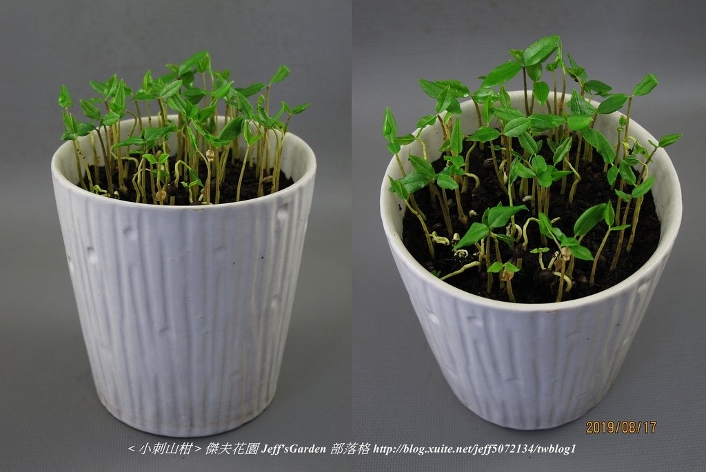 05 小刺山柑  種植記錄 2019.07.19 Yo Yo Wang分享.jpg - 種子盆栽種植過程 12