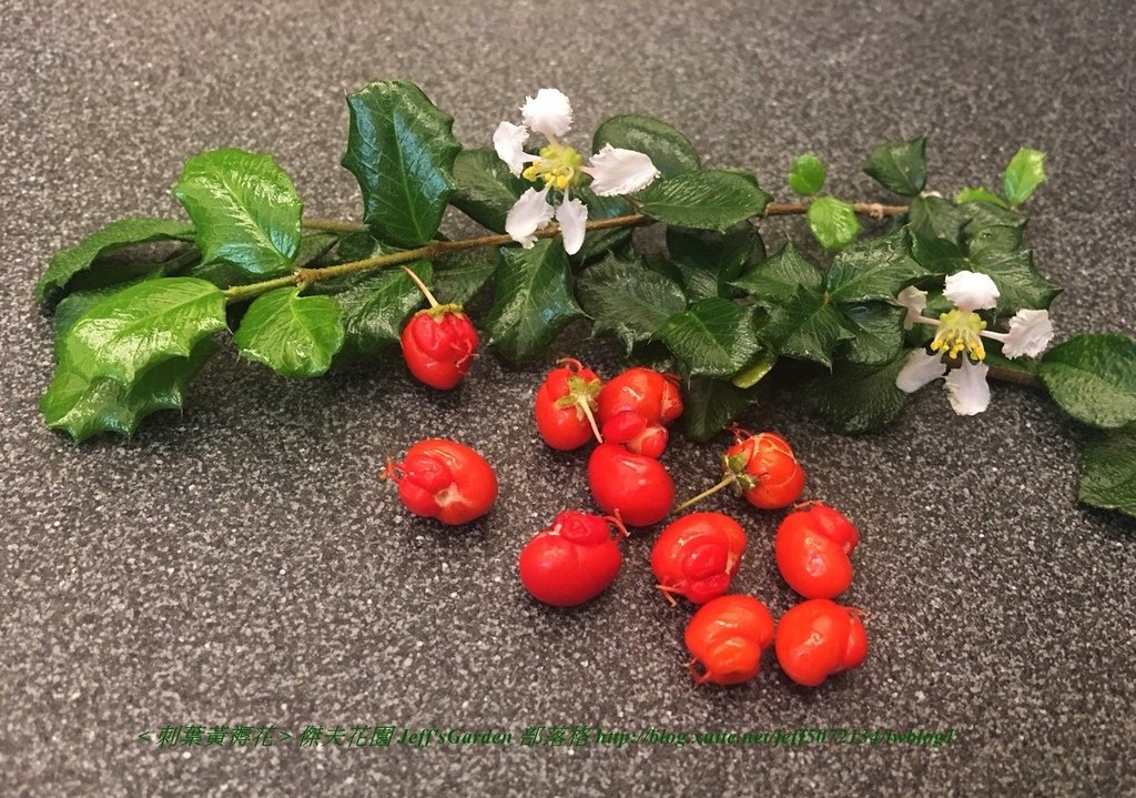 01 刺葉黃褥花 種植記錄 2018.08.04 陳淑芬分享.jpg - 種子盆栽種植過程 12