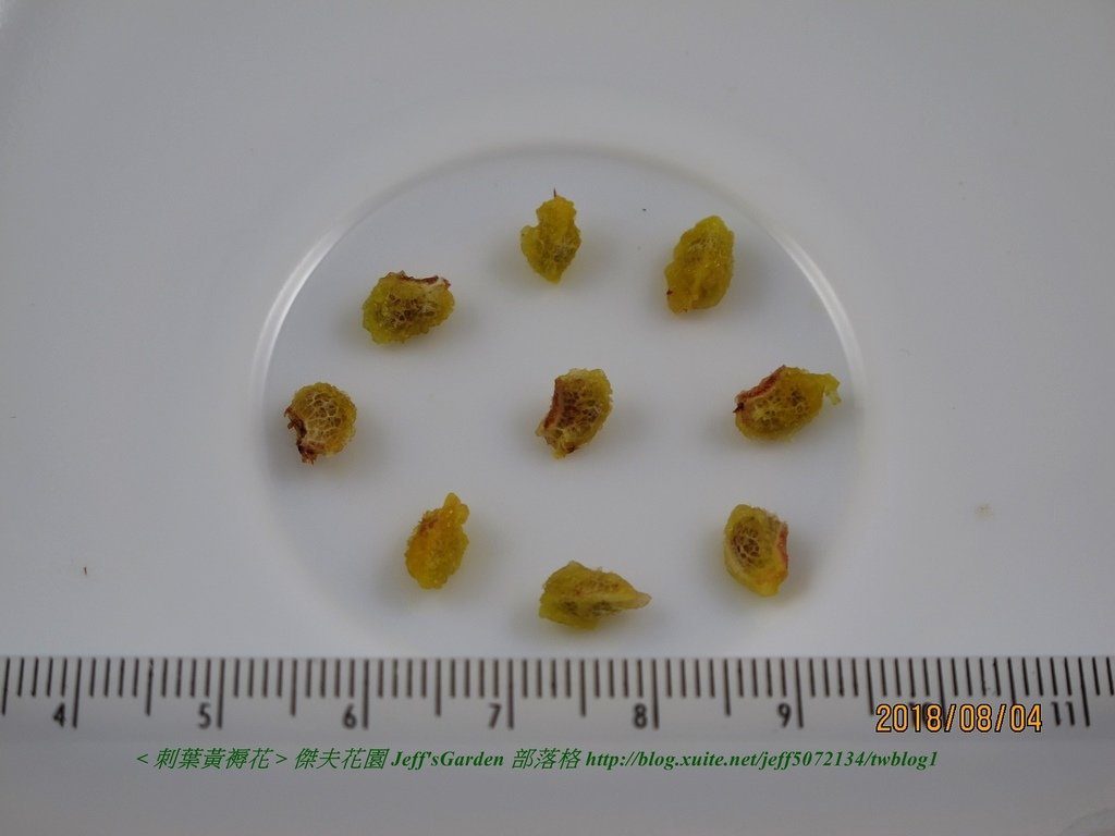 02 刺葉黃褥花 種植記錄 2018.08.04 陳淑芬分享.jpg - 種子盆栽種植過程 12