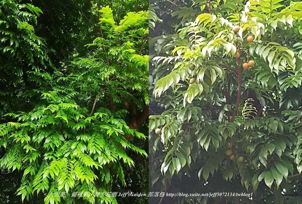 01 人面果(銀蓮果) 種植記錄 2017.09.07 戴透娥分享.jpg - 種子盆栽種植過程 11