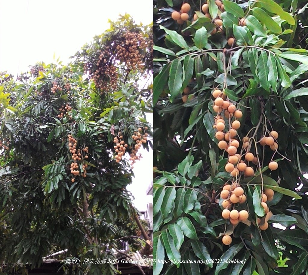 03 ＊芯蕾＊種植龍眼盆栽 2017.09.04.jpg - ＊芯蕾＊種植龍眼盆栽 2017.09.04