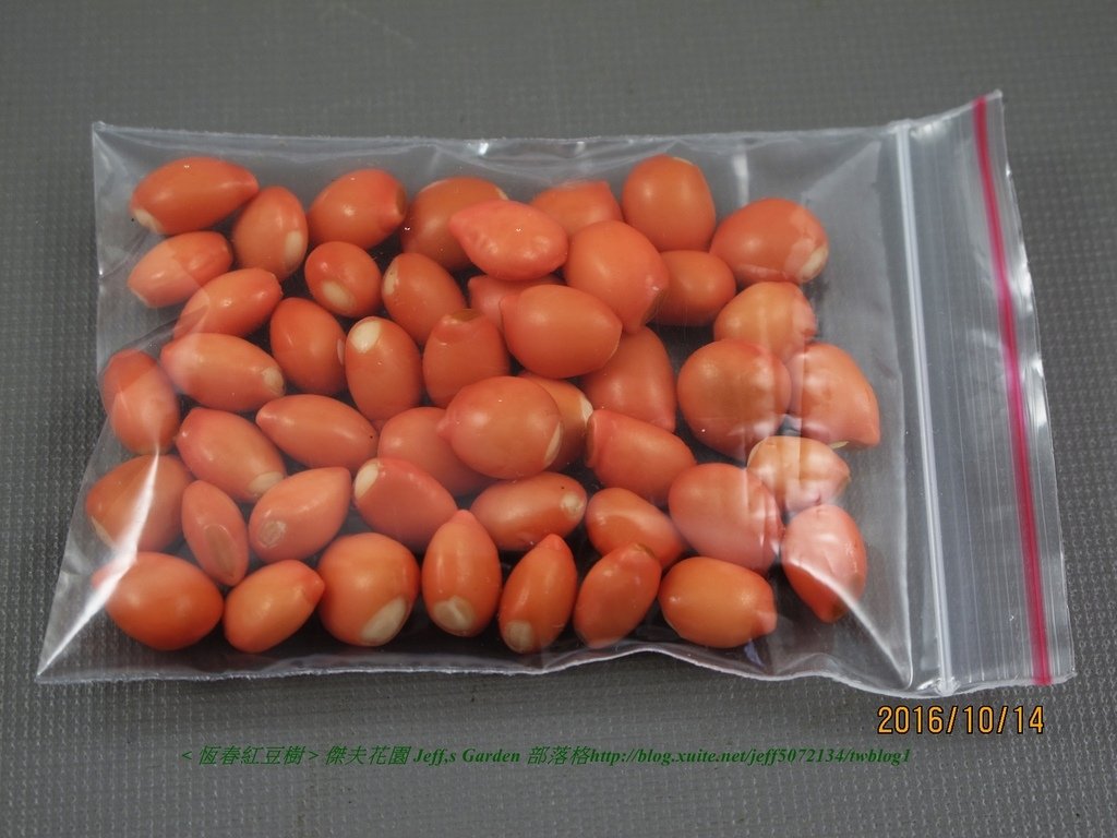 04 恆春紅豆樹 種植記錄 2016.10.11 劉信良分享.jpg - 種子盆栽種植過程 10