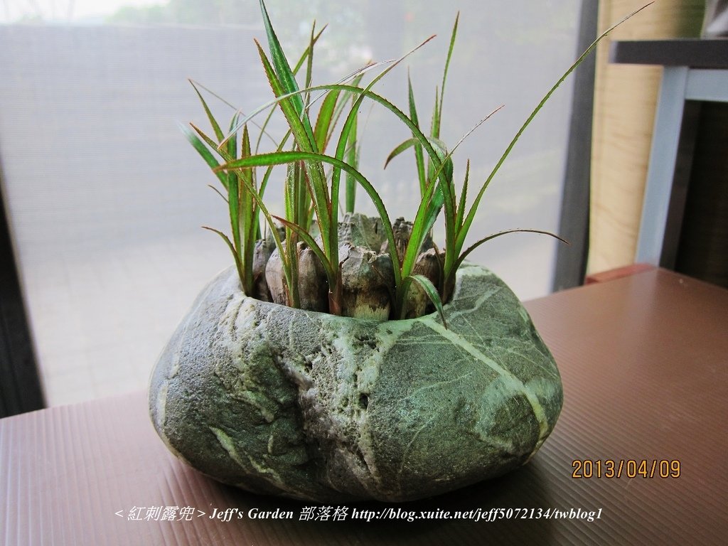 04 紅刺露兜 種植記錄 2012.10.03.jpg - 種子盆栽種植過程 08