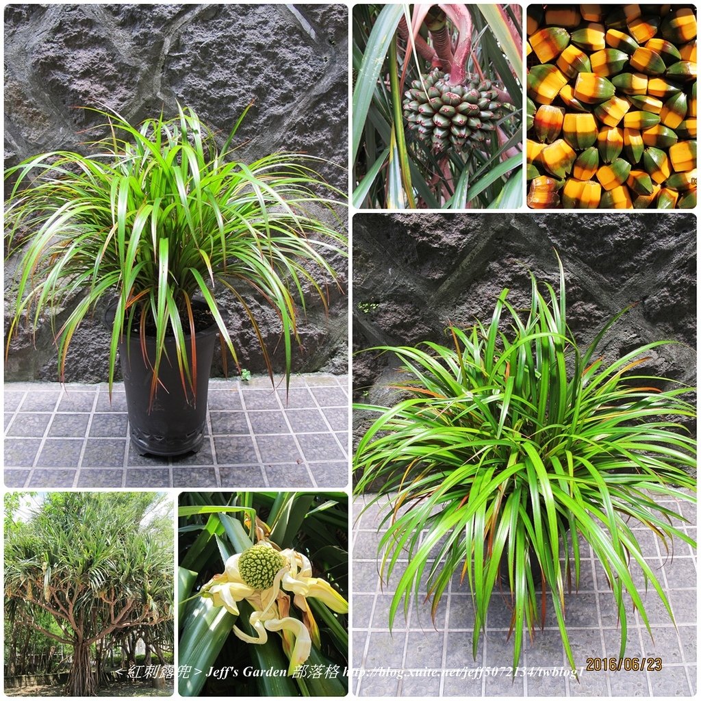 05 紅刺露兜 種植記錄 2012.10.03.jpg - 種子盆栽種植過程 08