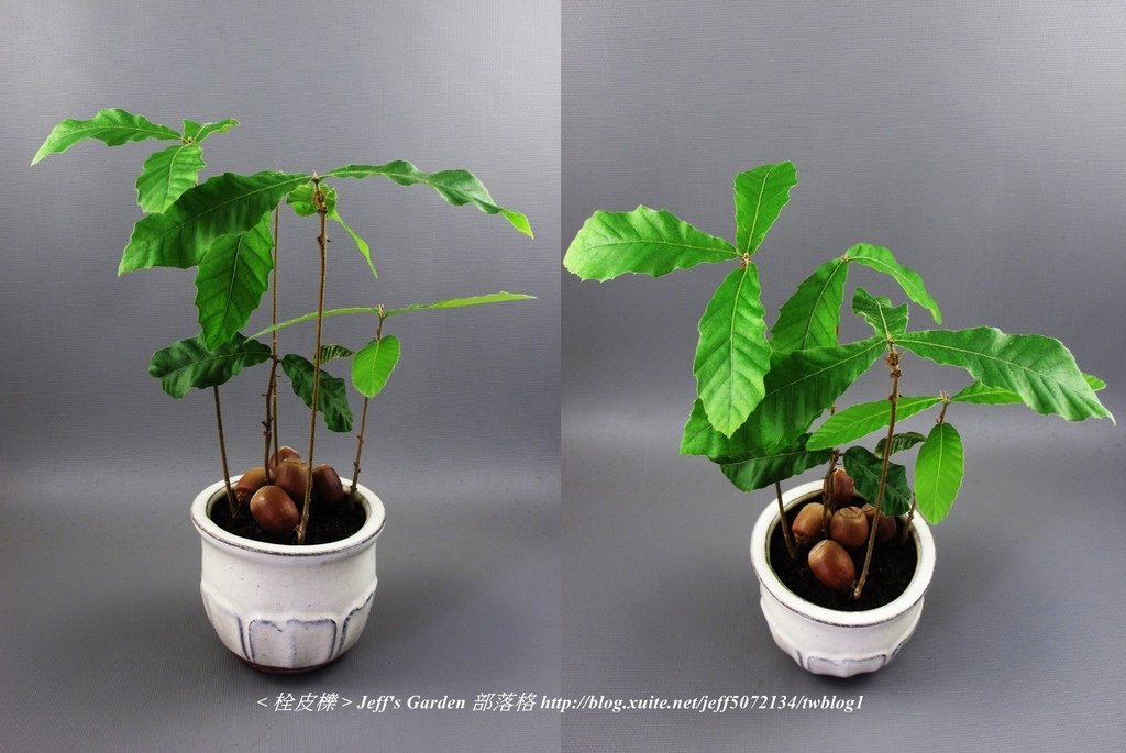 06 栓皮櫟 種植記錄 2015.11.20 豆寶寶分享.jpg - 種子盆栽種植過程 07