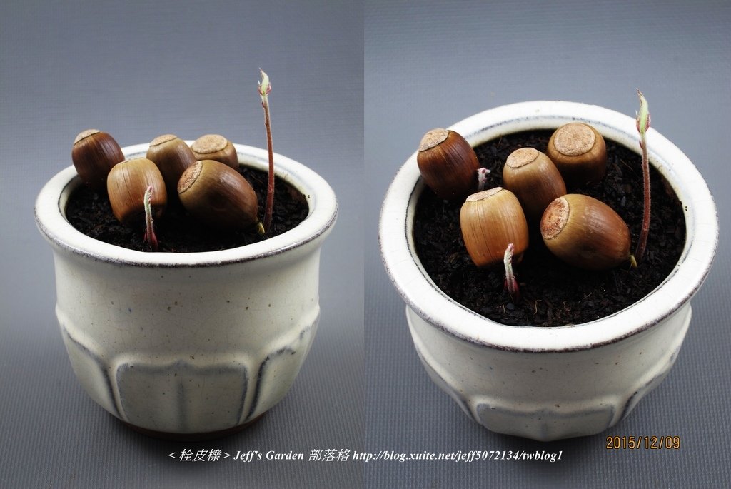 03 栓皮櫟 種植記錄 2015.11.20 豆寶寶分享.jpg - 種子盆栽種植過程 07