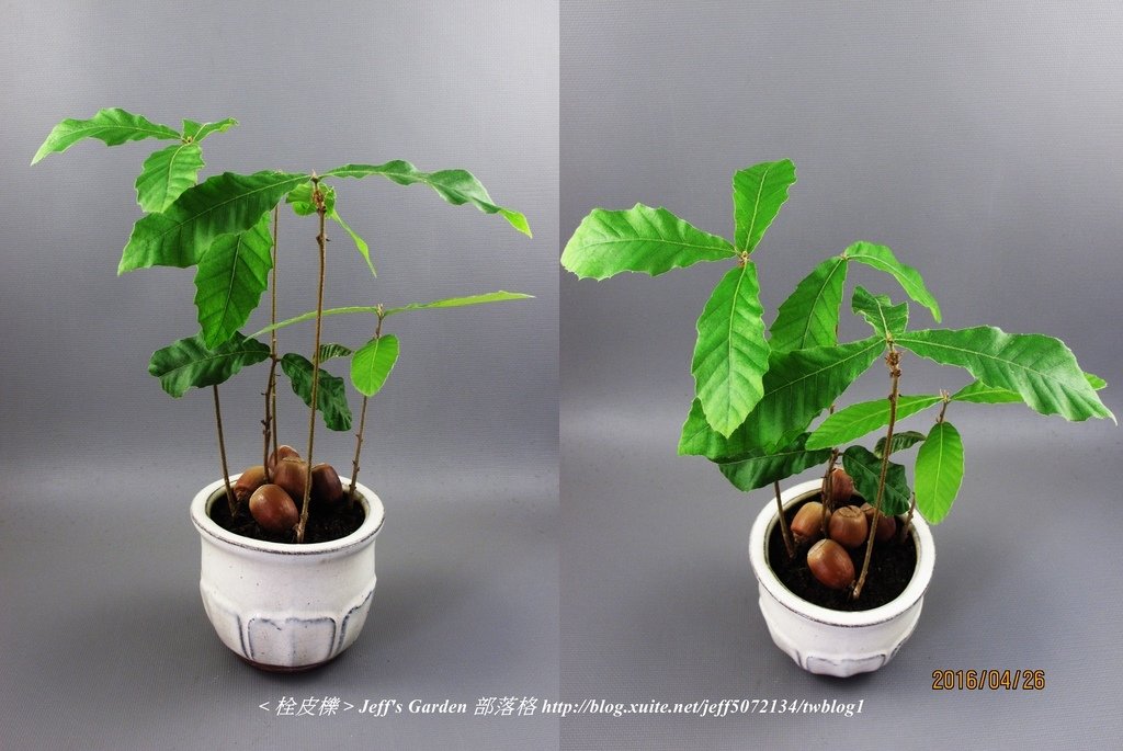 05 栓皮櫟 種植記錄 2015.11.20 豆寶寶分享.jpg - 種子盆栽種植過程 07