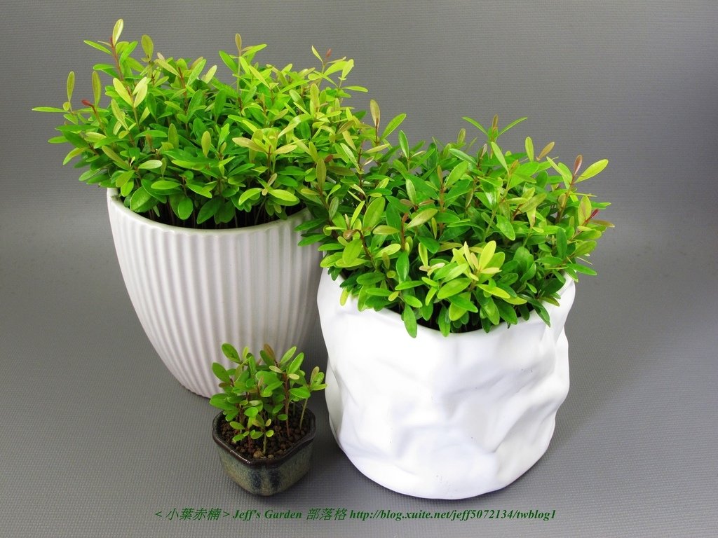 11 小葉赤楠  種植記錄 2015.12.15 江玉雲分享.jpg - &lt;小葉赤楠&gt;  種植記錄篇