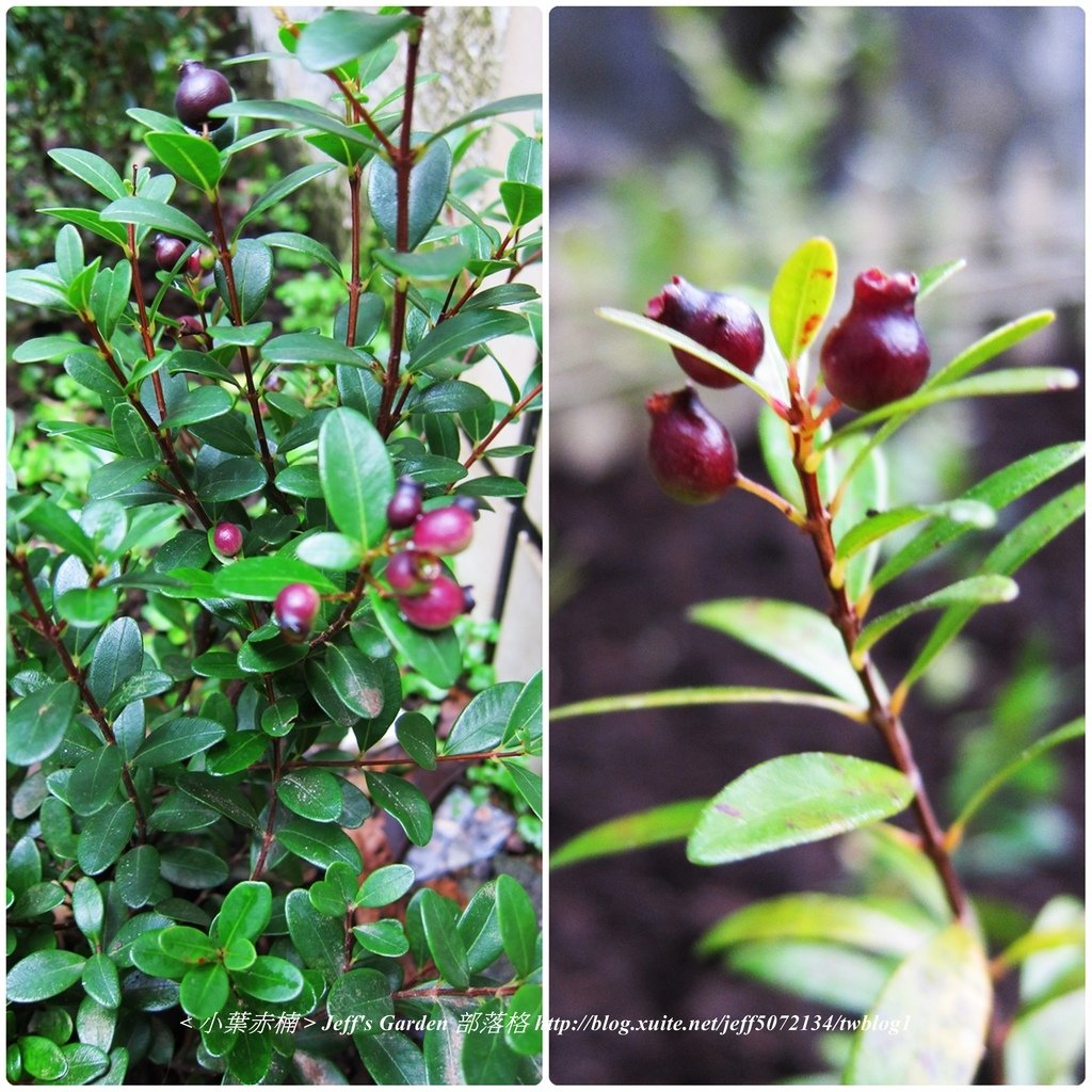 01 小葉赤楠  種植記錄 2015.12.15 江玉雲分享.jpg - &lt;小葉赤楠&gt;  種植記錄篇