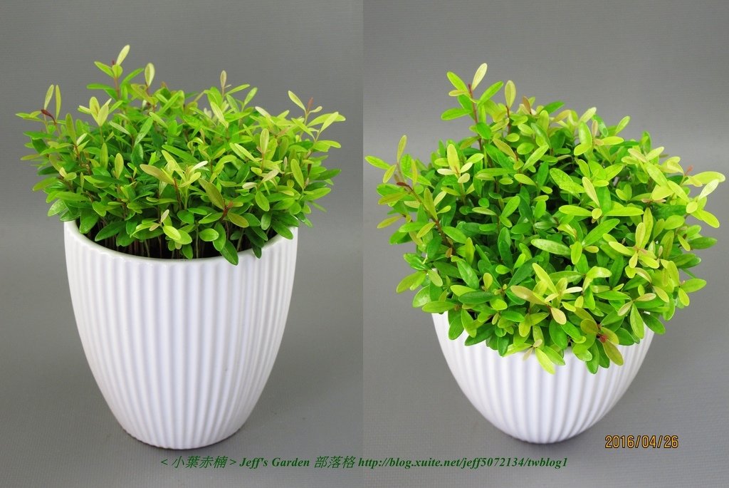 07 小葉赤楠  種植記錄 2015.12.15 江玉雲分享.jpg - &lt;小葉赤楠&gt;  種植記錄篇