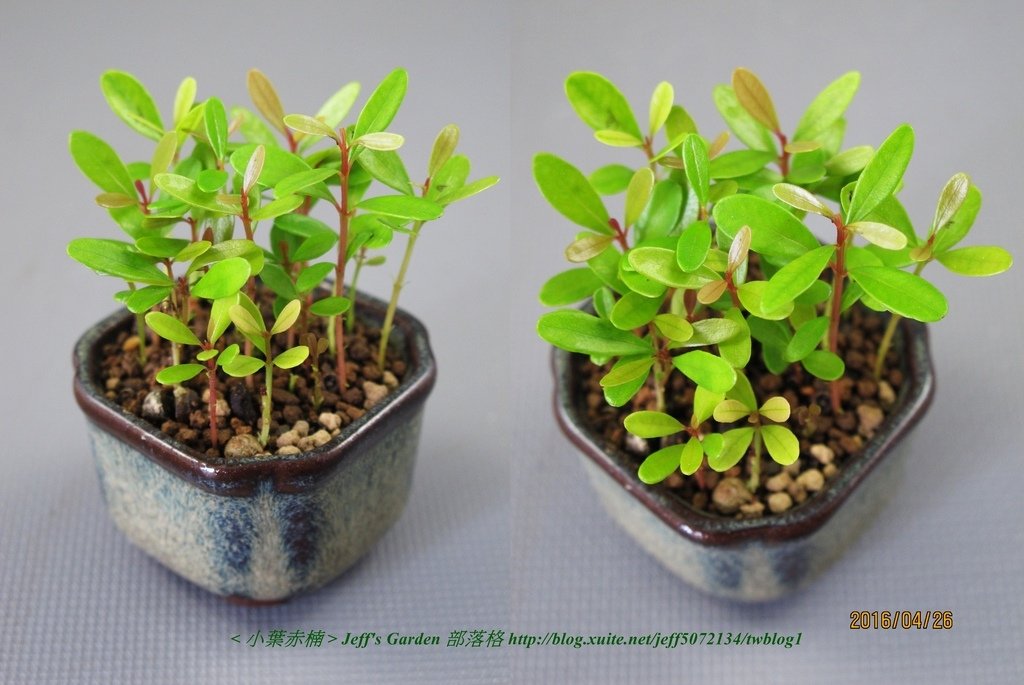 09 小葉赤楠  種植記錄 2015.12.15 江玉雲分享.jpg - &lt;小葉赤楠&gt;  種植記錄篇