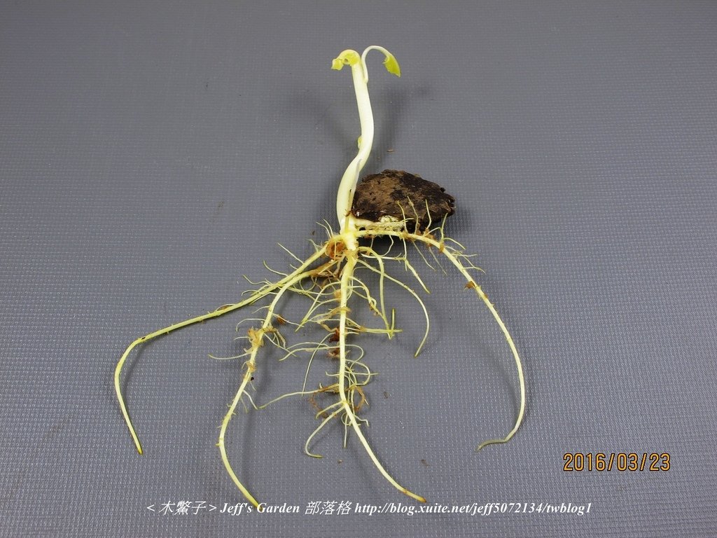 05 木鱉子 種植記錄 2016.02.24 黃子婷分享.jpg - 種子盆栽種植過程 07