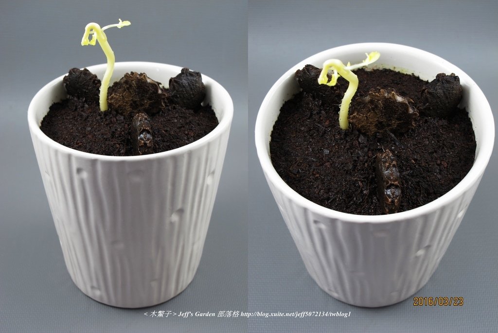 06 木鱉子 種植記錄 2016.02.24 黃子婷分享.jpg - 種子盆栽種植過程 07