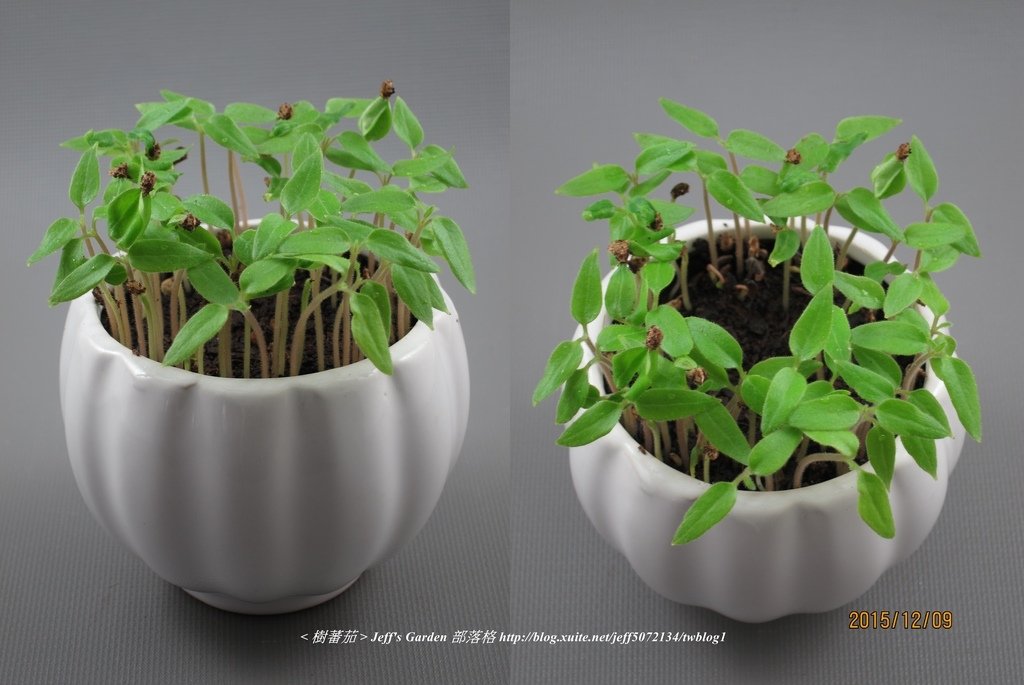 06 樹蕃茄 種植記錄 2015.11.09 江玉雲分享.jpg - 種子盆栽種植過程 06