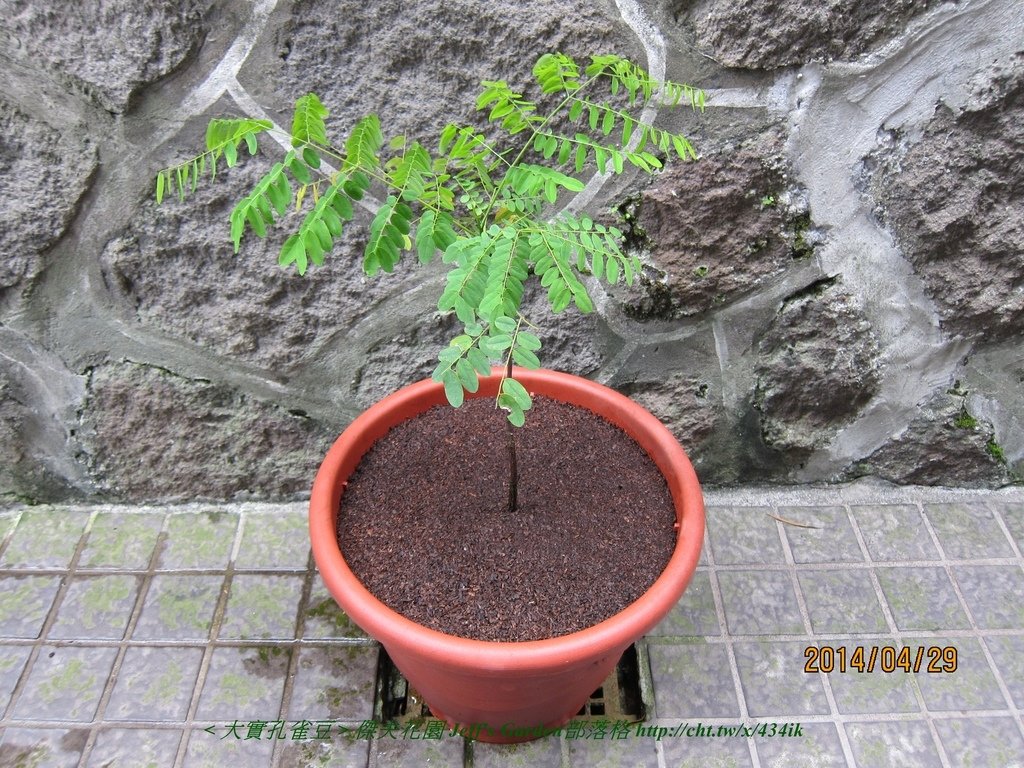 04 大實孔雀豆 單株地植種植記錄 2012.08.27.jpg - (大實孔雀豆) 單株地植種植記錄 2012.08.27