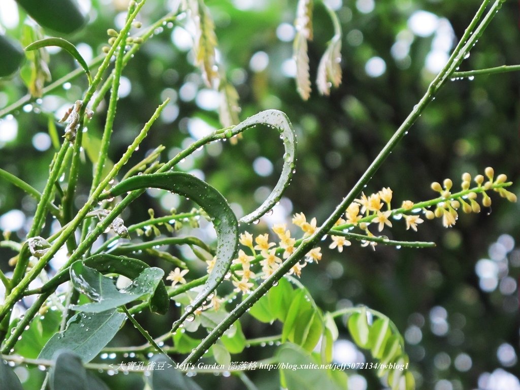 10 大實孔雀豆 單株地植種植記錄 2012.08.27.jpg - (大實孔雀豆) 單株地植種植記錄 2012.08.27