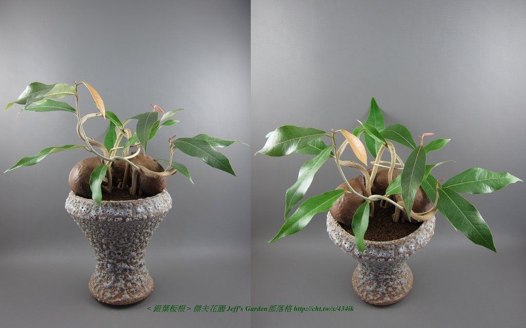 10 銀葉板根 帶殼種植記錄 2014.12.15 花時間分享.jpg - (銀葉板根) 種植記錄 2014.12.15