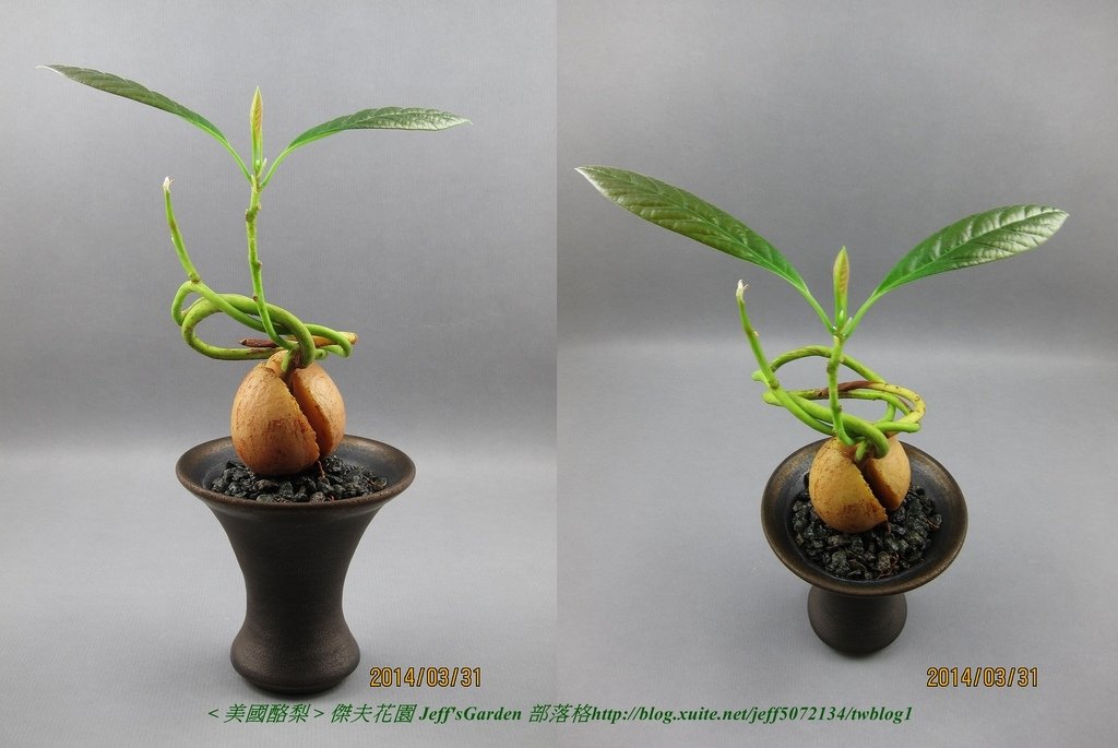 05 美國酪梨 種植記錄 2013 03.18.jpg - 種子盆栽種植過程 11