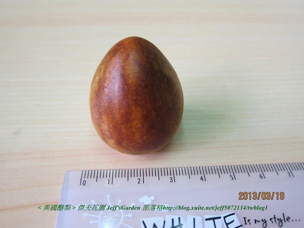 02 美國酪梨 種植記錄 2013 03.18.jpg - 種子盆栽種植過程 11