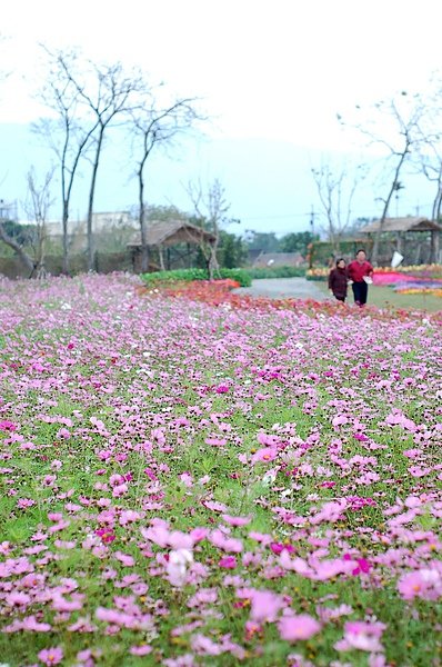 關山.池上花海